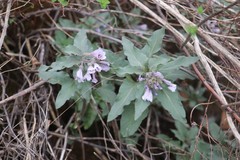 Physochlaina physaloides