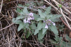 Physochlaina physaloides