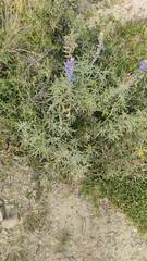 Lupinus altimontanus