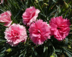 Dianthus caryophyllus