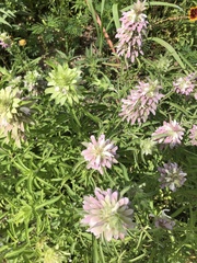 Monarda citriodora