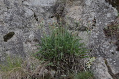 Takhtajaniantha austriaca