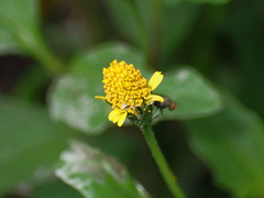 Acmella uliginosa