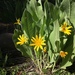 Woolly Mule's Ears - Photo (c) faerthen, some rights reserved (CC BY-NC), uploaded by faerthen