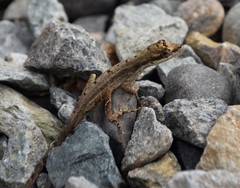 Anolis antonii