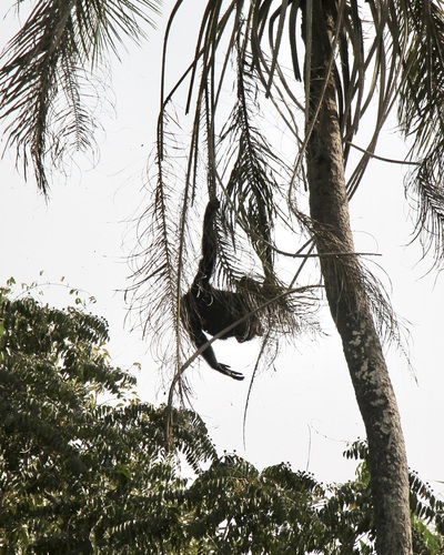West African Chimpanzee