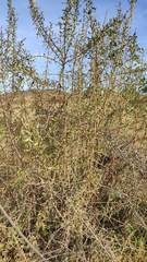 Dunalia brachyacantha