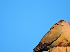 Streptopelia decaocto