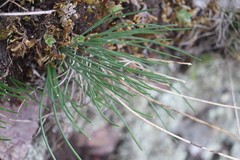 Allium rubens