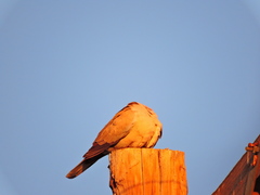 Streptopelia decaocto