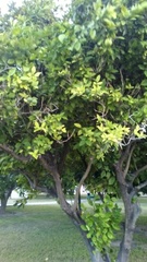 Citrus hystrix