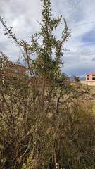 Dunalia brachyacantha