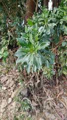 Dunalia brachyacantha