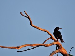 Sturnus vulgaris