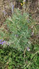 Lupinus altimontanus