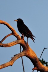 Sturnus vulgaris