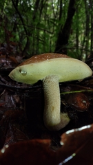 Boletus quercophilus