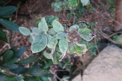 Barleria albostellata