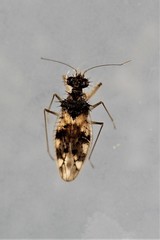 Patapius spinosus