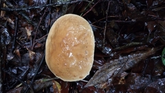 Boletus quercophilus