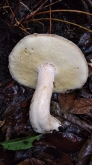 Boletus quercophilus
