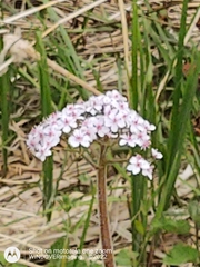 Darmera peltata