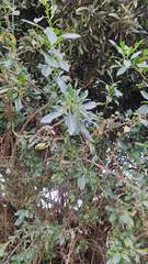 Dunalia brachyacantha