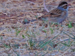 Spizella pallida