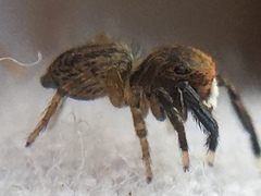 Euophrys frontalis