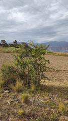 Dunalia brachyacantha