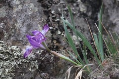 Iris tigridia