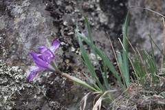 Iris tigridia