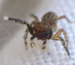 Euophrys frontalis