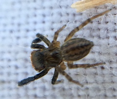 Euophrys frontalis