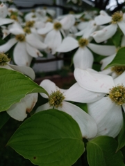 Cornus florida