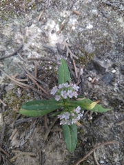 Valerianella vesicaria