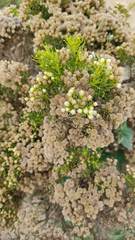Baccharis boliviensis