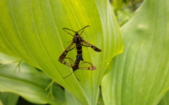 Synanthedon tipuliformis