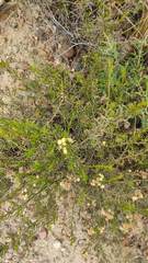 Baccharis boliviensis