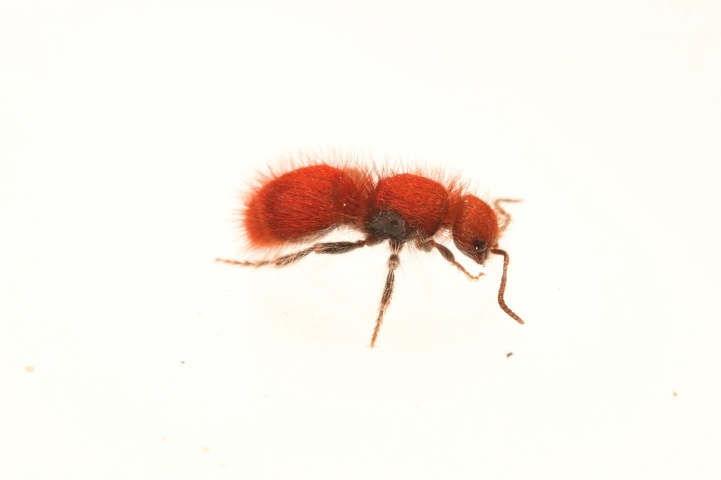 Nocturnal velvet ants