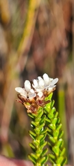 Euchaetis elata