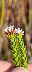 Euchaetis elata