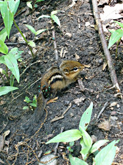 Tamias striatus