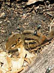 Tamias striatus