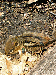 Tamias striatus