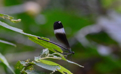 Psolodesmus mandarinus mandarinus