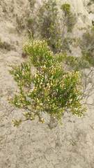 Baccharis boliviensis