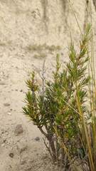 Lophopappus foliosus