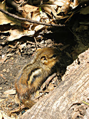 Tamias striatus