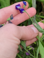 Lathyrus